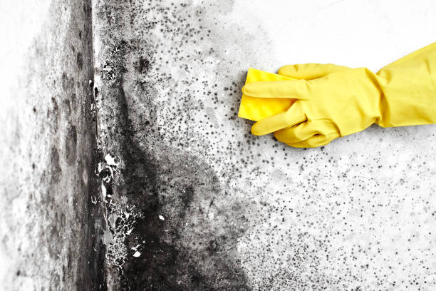 Attic Mold Removal in Experiment, GA