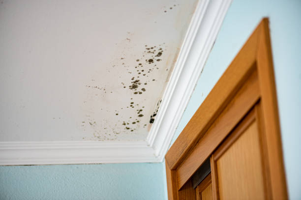 Best Certified Mold Removal  in Experiment, GA