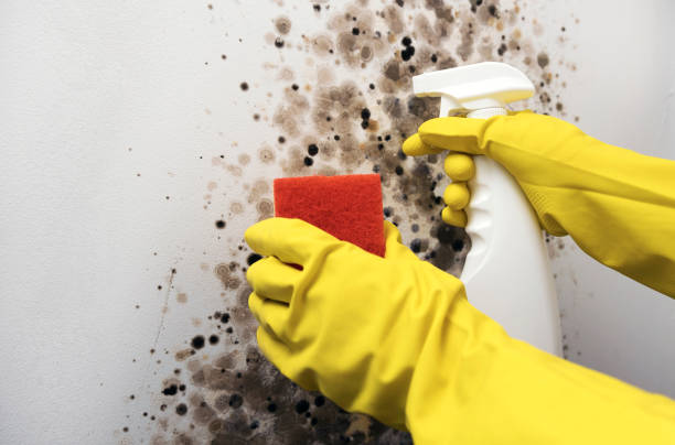 Best Black Mold Removal  in Experiment, GA