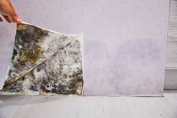 Best Mold Cleaning Services  in Experiment, GA